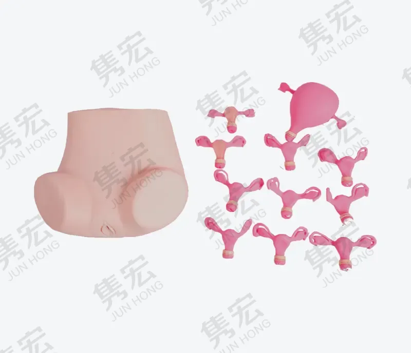 高级妇科检查模型（带8 个子宫）