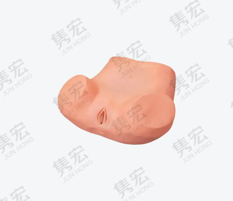 妇科阴道分泌物检查操作模型