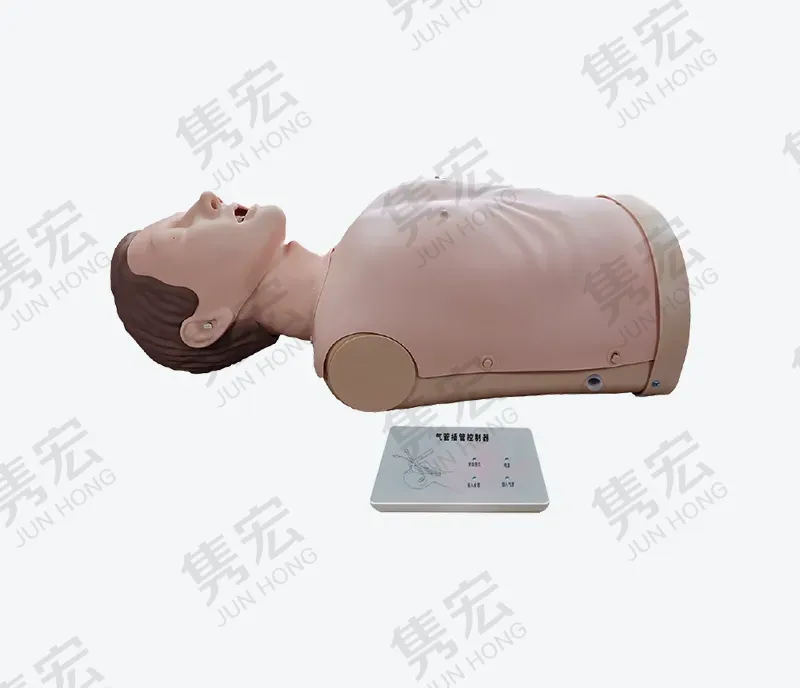 半身气管插管模型