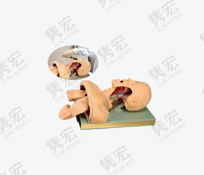 半侧解剖式人体气管插管训练模型
