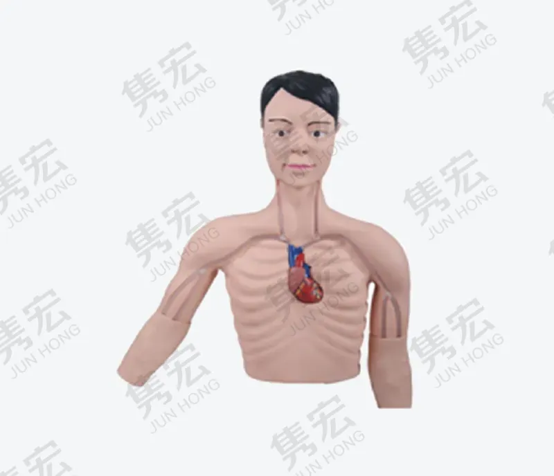 PICC介人训练模型