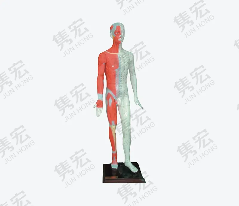 多媒体人体针灸穴位模型