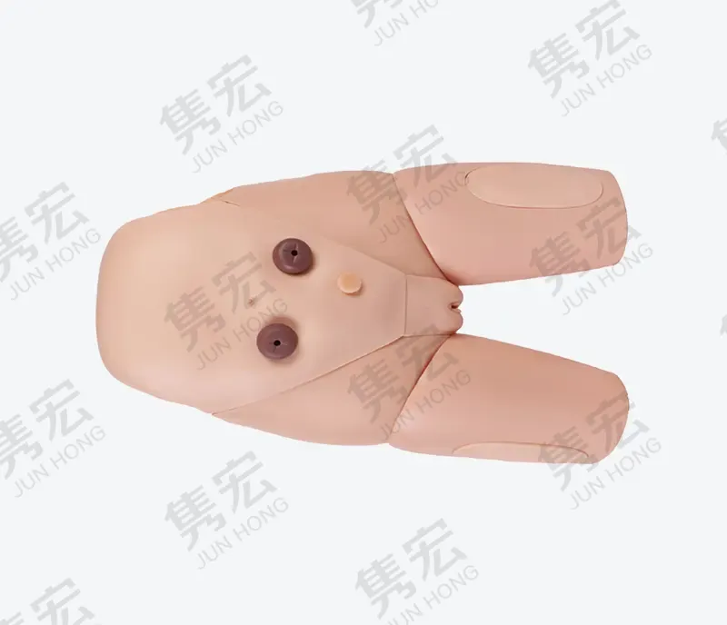女性导尿模型