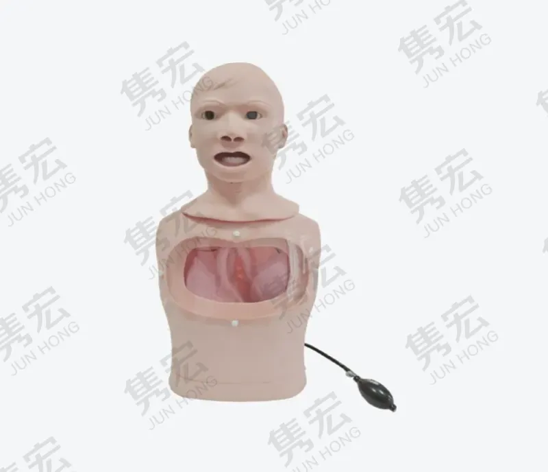鼻饲与洗胃模型