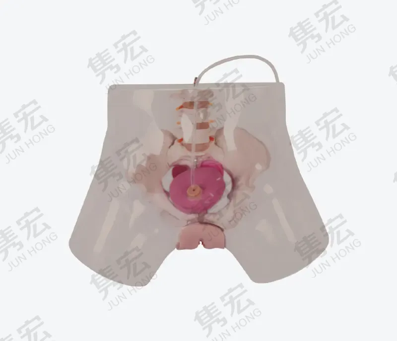 透明女性导尿模型