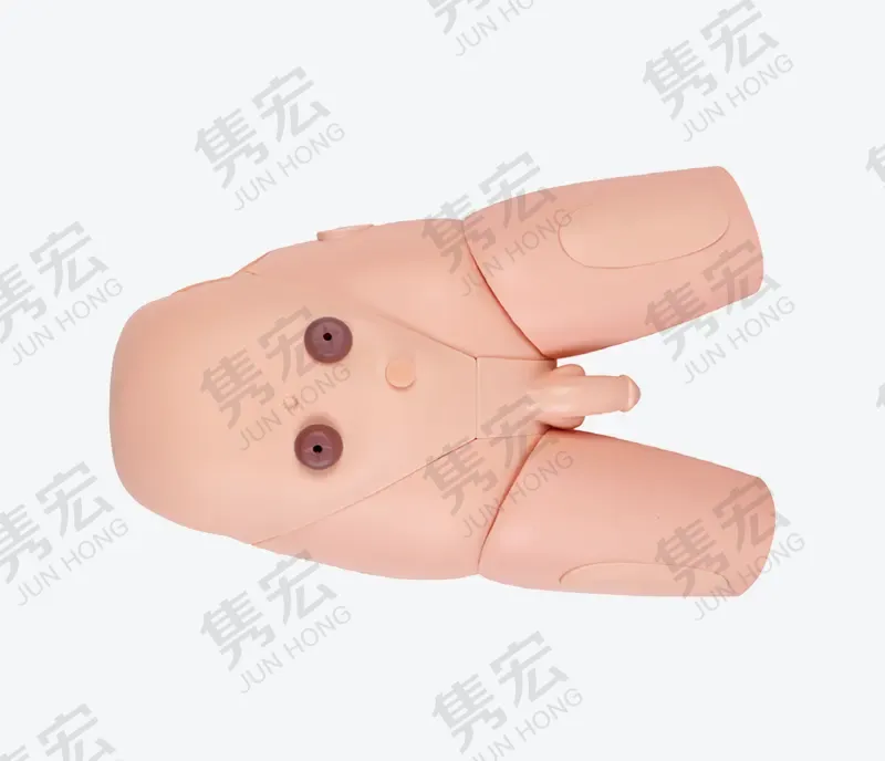男性导尿模型