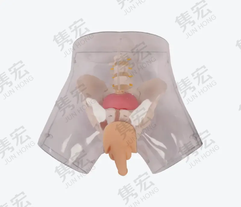 透明男性导尿模型